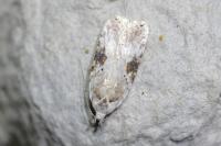 Agonopterix alstroemeriana