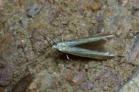 Coleophora albicosta