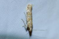Scrobipalpa salinella