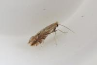 Phyllonorycter quercifoliella