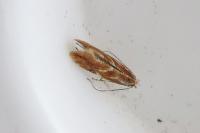 Phyllonorycter corylifoliella