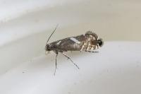 Glyphipterix forsterella