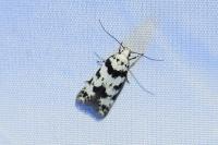 Pseudotelphusa scalella