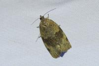 Syndemis musculana