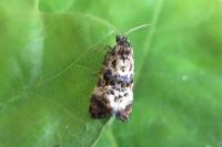 Hysterophora maculosana