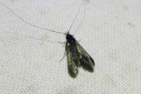 Adela reaumurella