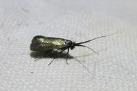 Adela reaumurella