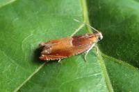 Ancylis mitterbacheriana