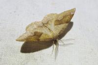 Plagodis pulveraria