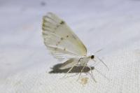 Lomographa bimaculata