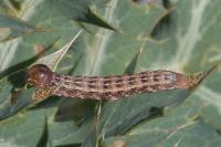 Aporophyla australis