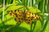 Pseudopanthera macularia