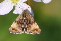 Panemeria tenebrata