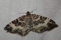 Epirrhoe alternata/rivata