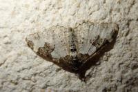 Xanthorhoe fluctuata