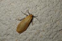 Wittia sororcula