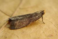 Eccopisa effractella