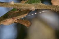 Nematopogon swammerdamella