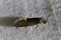Dyseriocrania subpurpurella