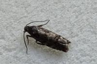 Pammene splendidulana