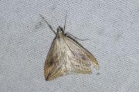 Evergestis forficalis