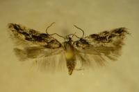 Recurvaria nanella