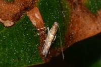 Acrocercops brongniardella