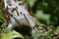 Malacosoma neustria