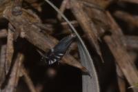 Glyphipterix simpliciella