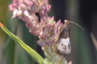 Notocelia cynosbatella
