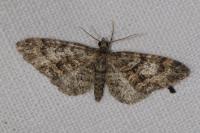 Eupithecia cocciferata