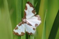 Lomaspilis marginata