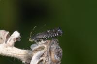 Grapholita internana