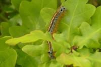 Malacosoma neustria