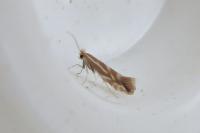 Phyllonorycter corylifoliella
