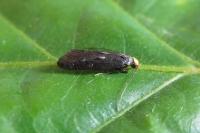 Spuleria flavicaput