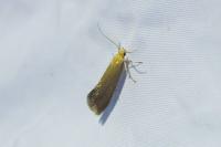 Crassa tinctella
