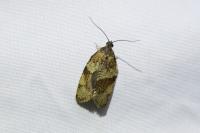 Syndemis musculana