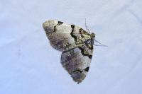 Anticlea derivata