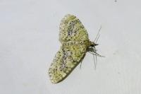 Acasis viretata