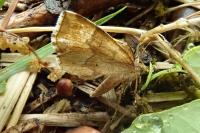 Cepphis advenaria
