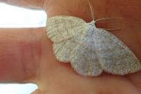 Cabera exanthemata