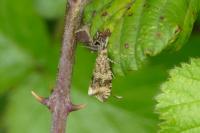 Celypha lacunana