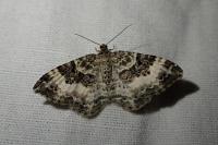 Epirrhoe alternata/rivata