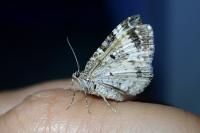 Epirrhoe alternata/rivata
