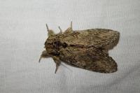 Peridea anceps