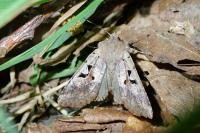 Orthosia gothica
