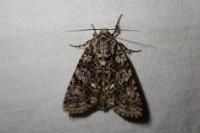 Acronicta rumicis
