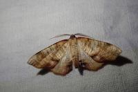 Plagodis dolabraria