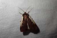 Ochropleura plecta